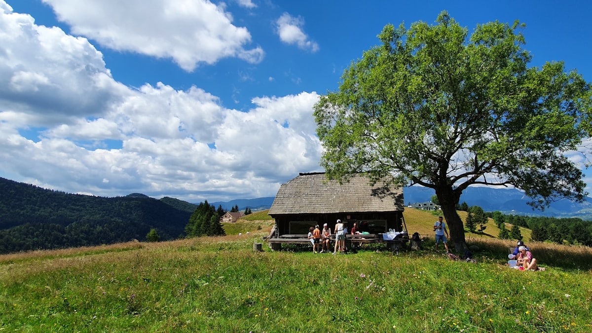 brown wooden house near green trees under blue sky during daytime